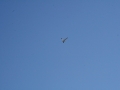 ogarlastflight0019