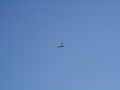 ogarlastflight0020