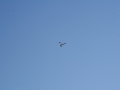 ogarlastflight0021