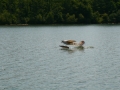 float-fly-20090039