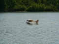 float-fly-20090040