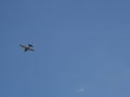 float-fly-20090050