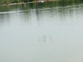 float-fly-20090067
