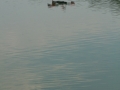 float-fly-20090068