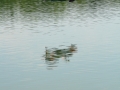 float-fly-20090069