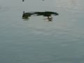 float-fly-20090071