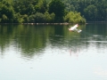 float-fly-20090075