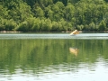 float-fly-20090089