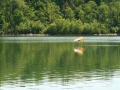 float-fly-20090090