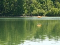 float-fly-20090091