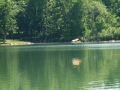 float-fly-20090092