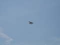 float-fly-20090097