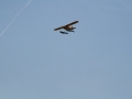 float-fly-20090105