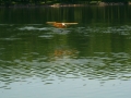float-fly-20090107