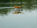float-fly-20090109