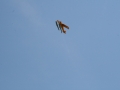 float-fly-20090111