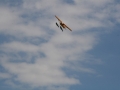 float-fly-20090113