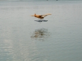 float-fly-20090118