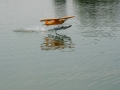 float-fly-20090119