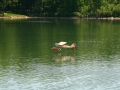 float-fly-20090132