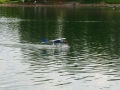 float-fly-20090148