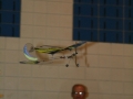hcrcmgymflying0052