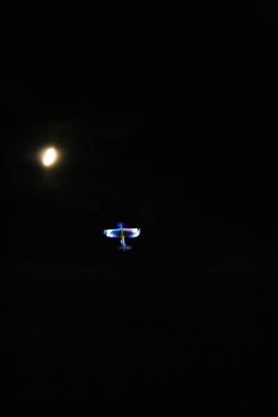 hcrcmnitefly080014