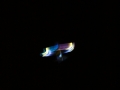 hcrcmnitefly080017