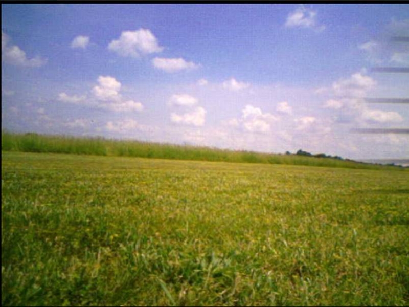 Field1Jun2008pic4