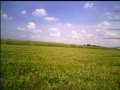 Field1Jun2008pic4